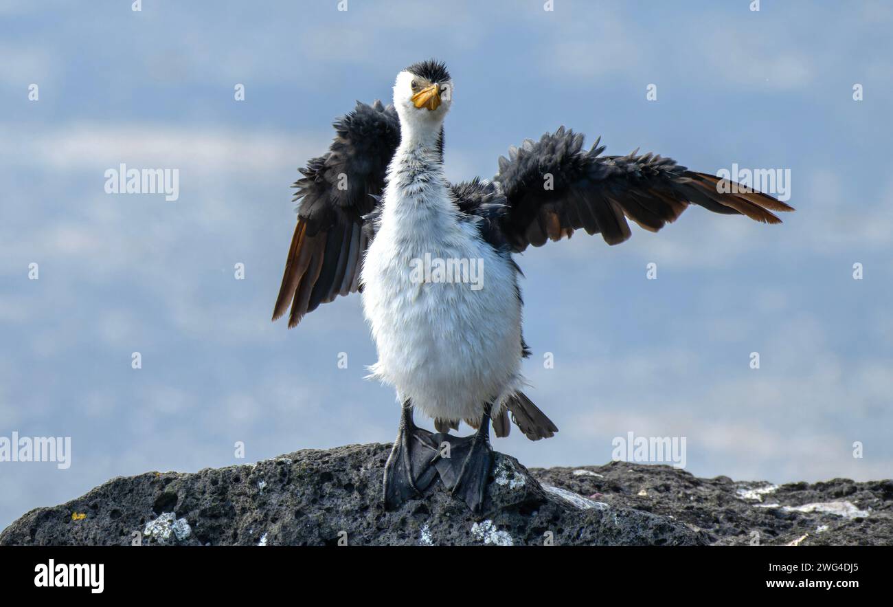 Piccolo cormorano pied, Microcarbo melanoleucos, che asciuga le ali dopo la pesca. Victoria, Australia. Foto Stock