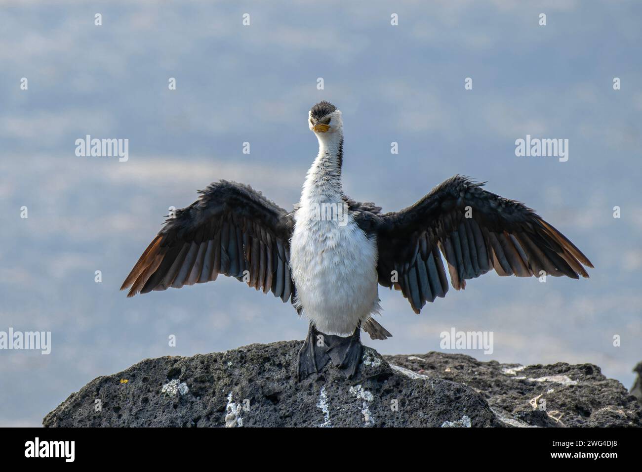 Piccolo cormorano pied, Microcarbo melanoleucos, che asciuga le ali dopo la pesca. Victoria, Australia. Foto Stock