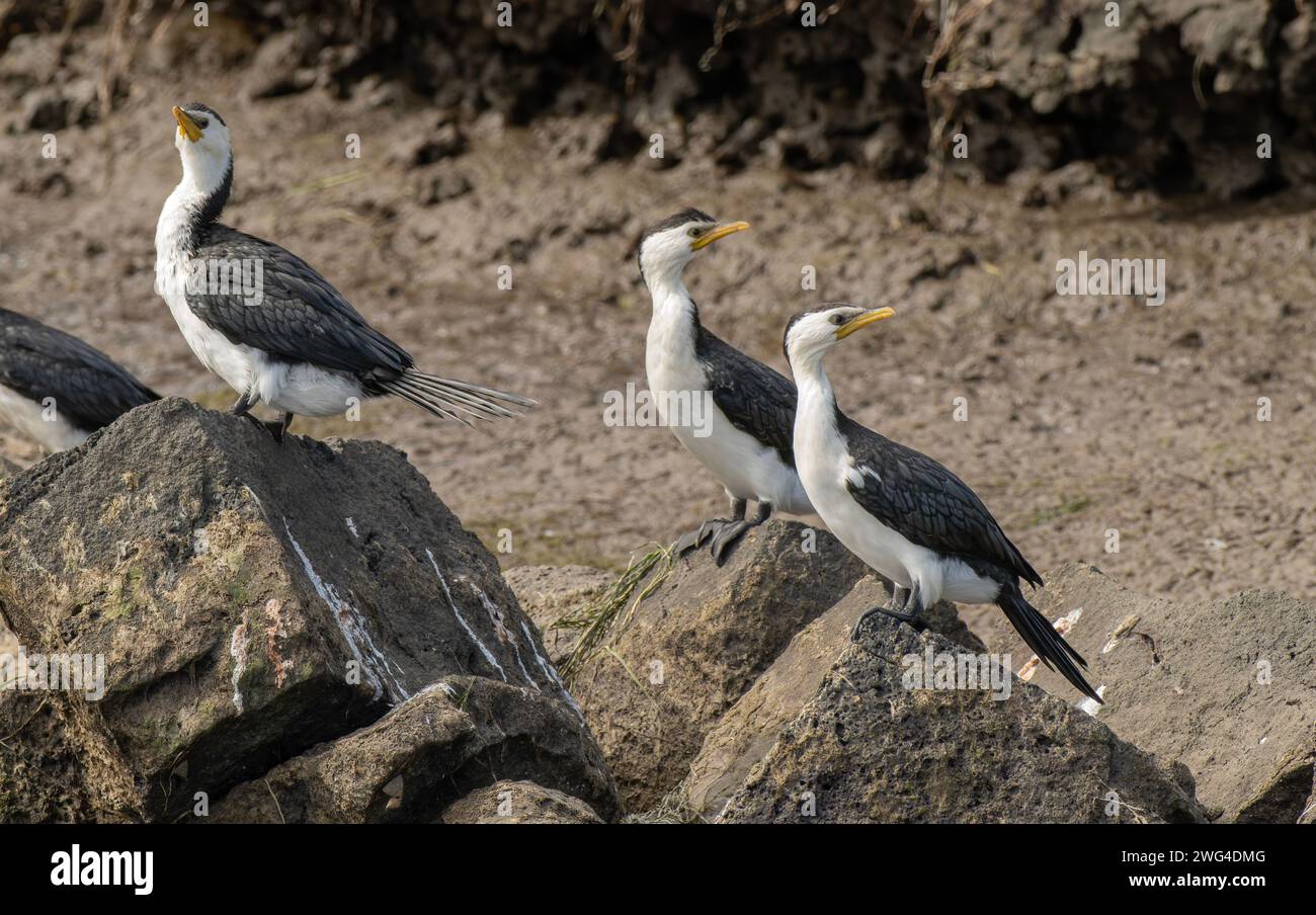 Piccoli cormorani pied, Microcarbo melanoleucos, arroccati su rocce lungo il fiume, tra una battuta di pesca e l'altra. Victoria, Australia. Foto Stock