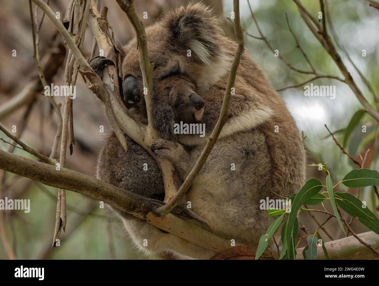 Koala, Phascolarctos cinereus, femmina giovane, si stabilì nell'albero di Eucalyptus. Victoria, Australia. Foto Stock