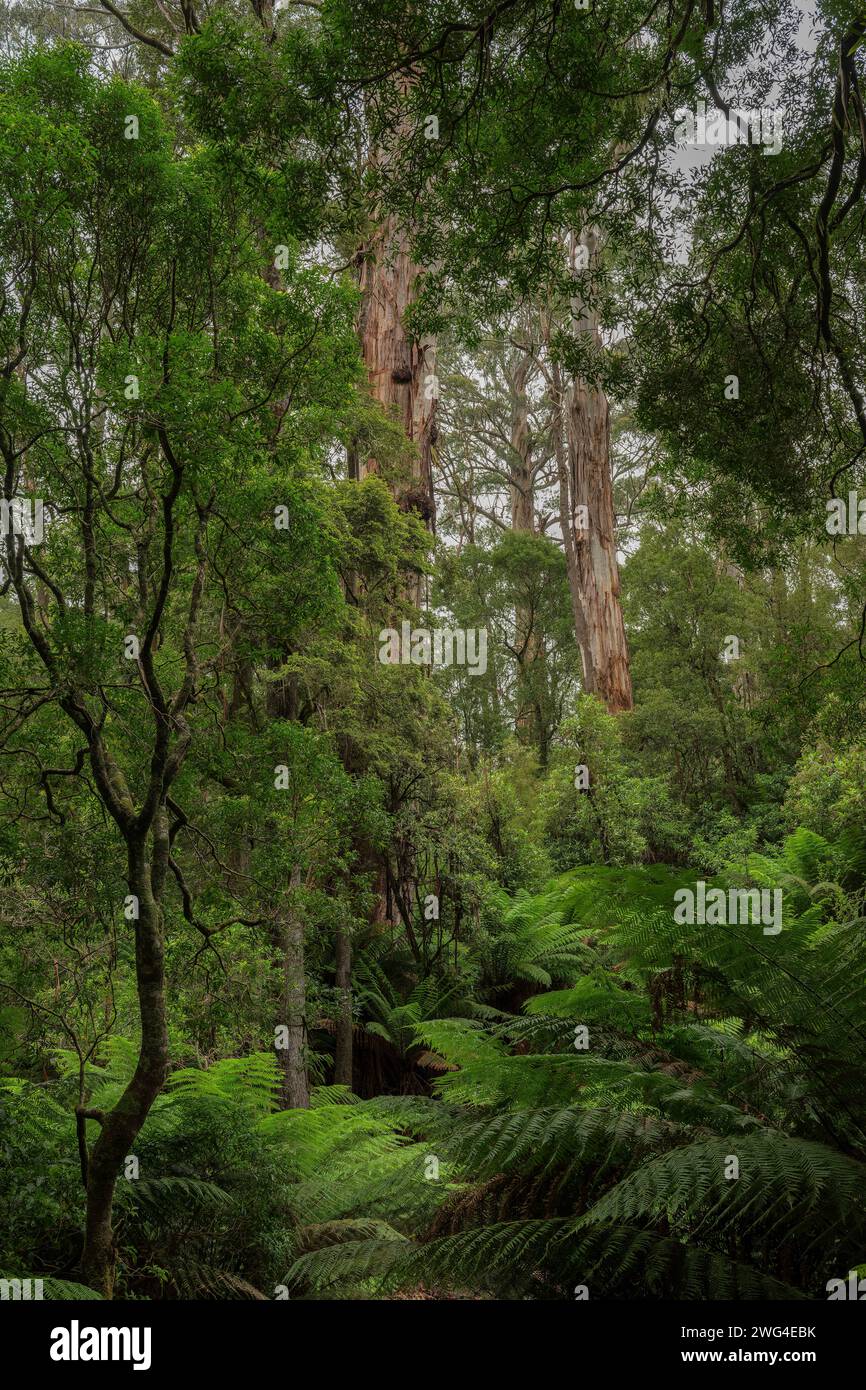 Cenere di montagna, eucalipto regnans, nella foresta pluviale - la pianta fiorita più alta conosciuta. Nella foresta pluviale temperata, Victoria, Australia. Foto Stock