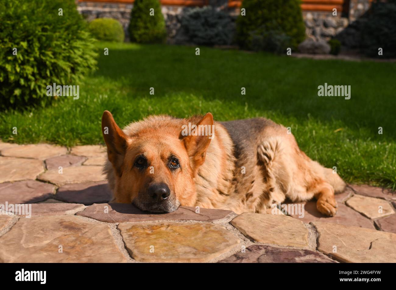 Un cane da pastore tedesco è steso per terra Foto Stock