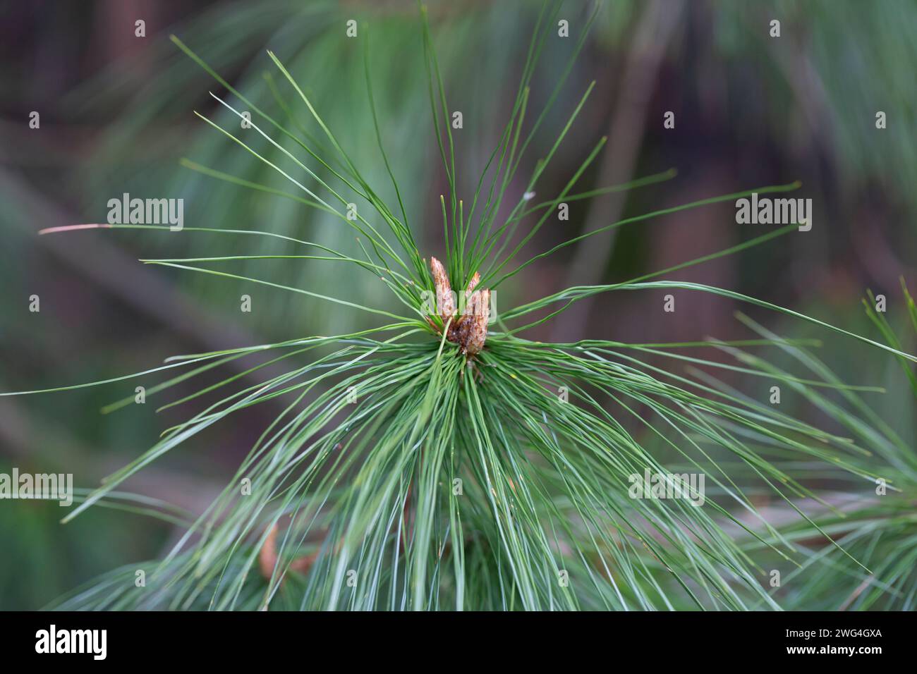 Pino di conifere lunghe. Pinus leiophylla Schiede ex Schltdl. Comunemente noto come pino a foglie sottili, è una specie di conifere del pino fam Foto Stock