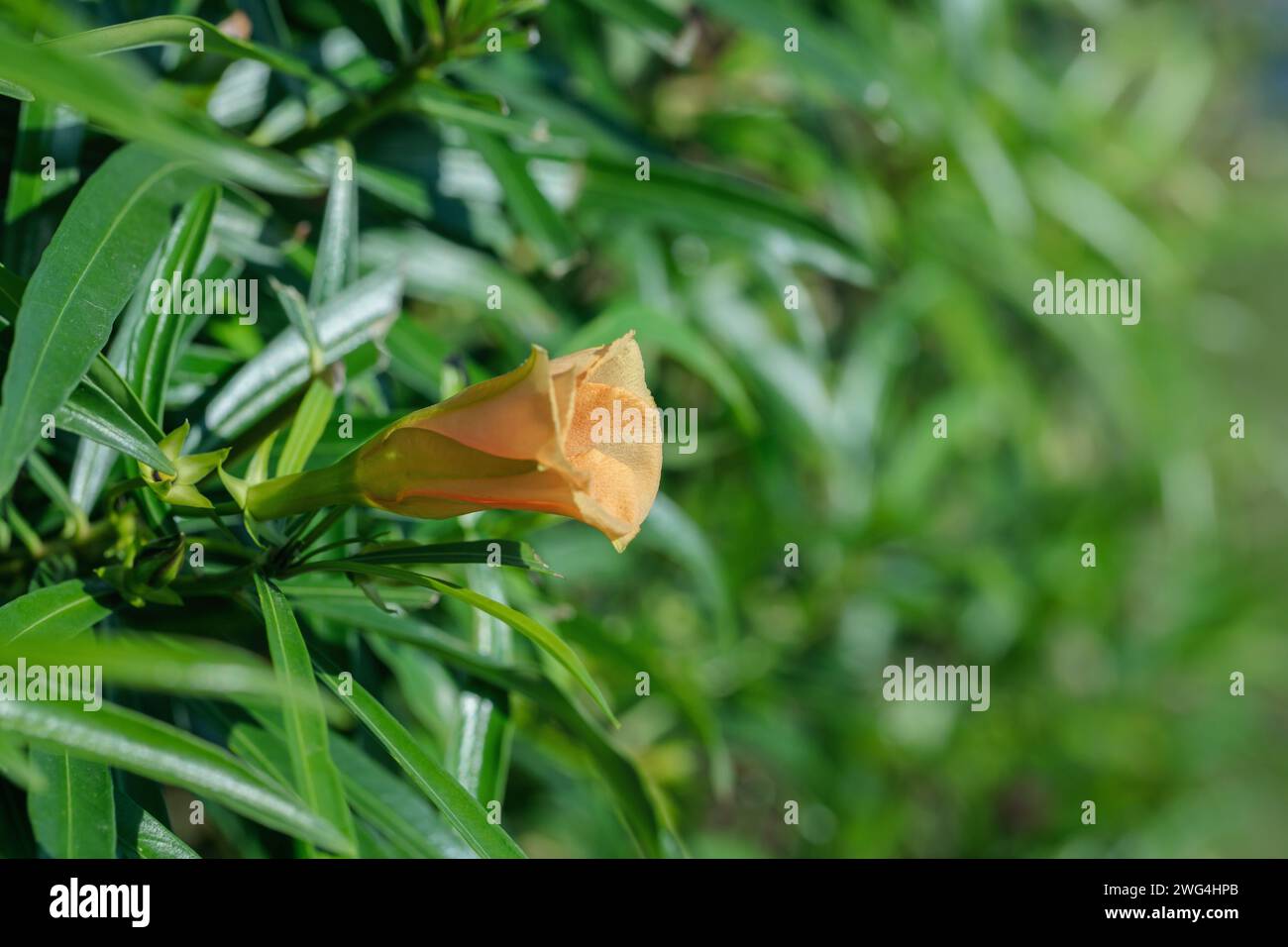 Fiore di Cascabela (Thevetia peruviana). Foto Stock