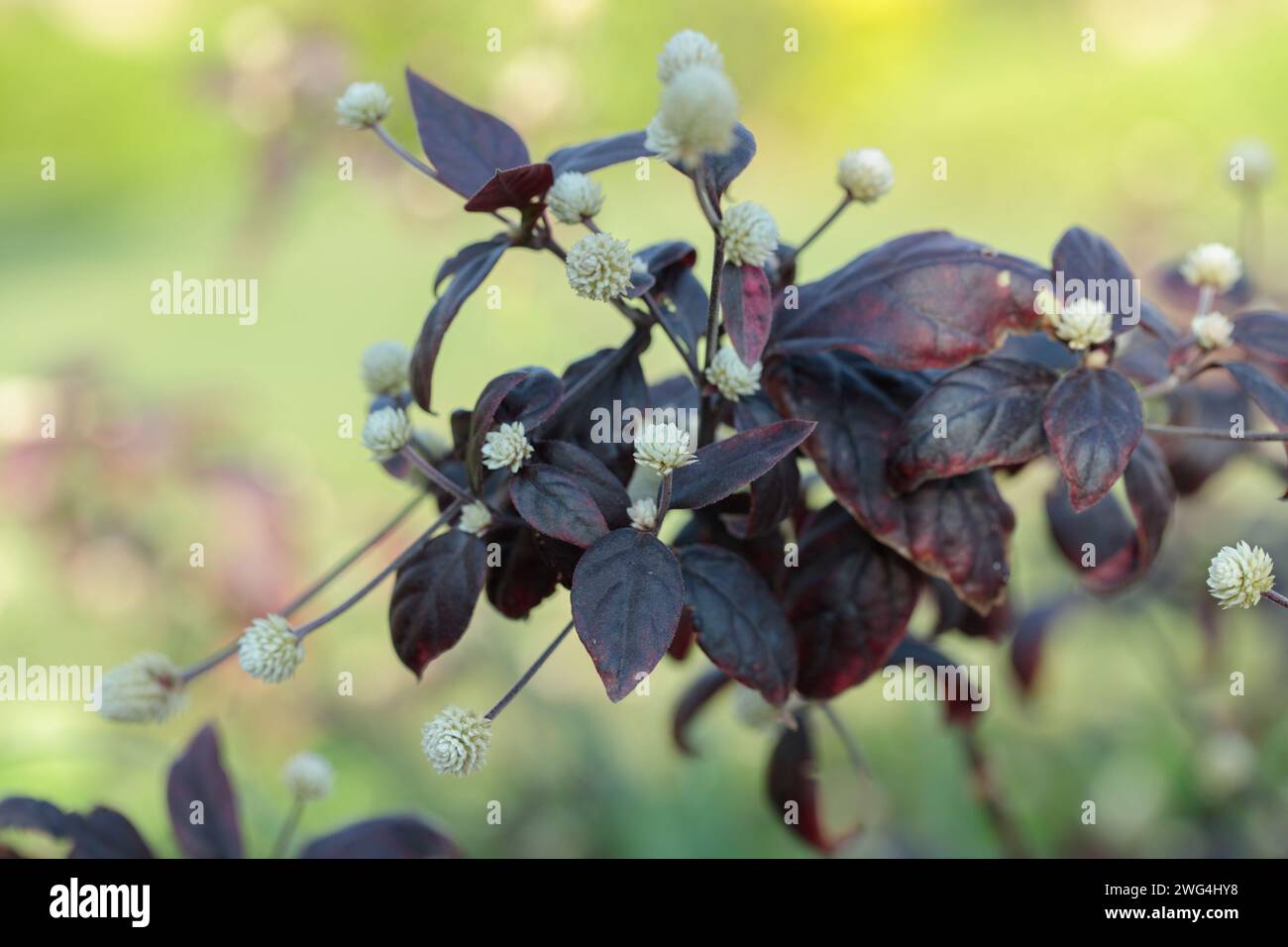 Closup of Blooming Alternanthera. Popolare pianta ornamentale da giardino. Foto Stock