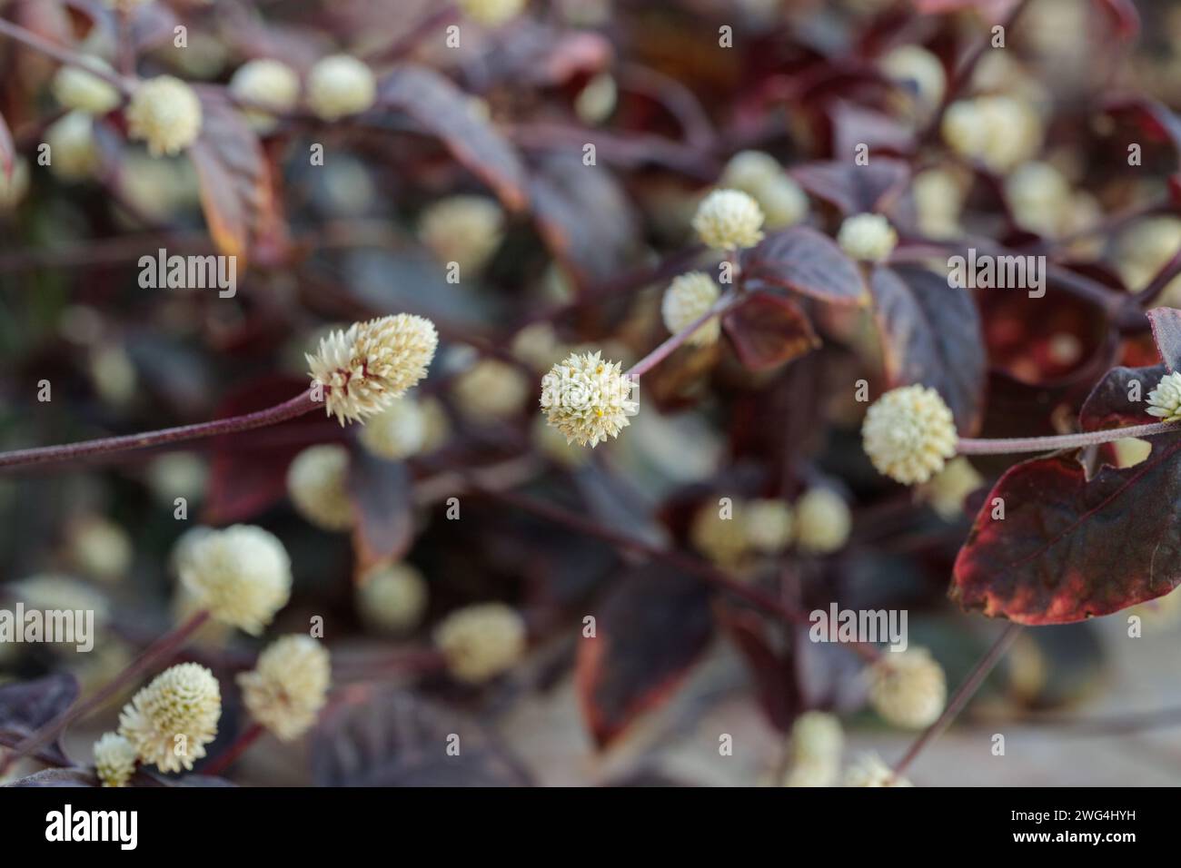 Closup of Blooming Alternanthera. Popolare pianta ornamentale da giardino. Foto Stock
