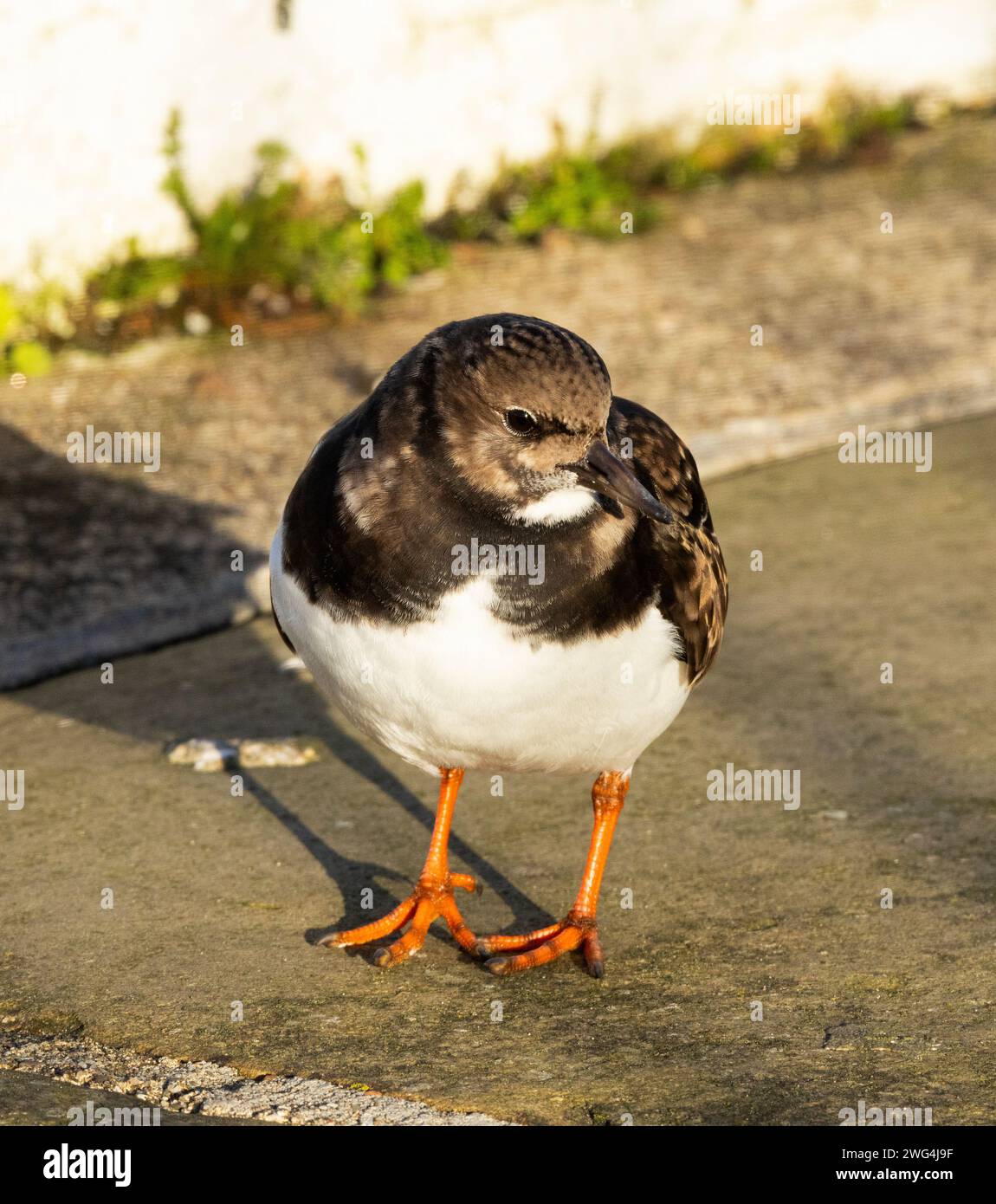 La Turnstone è un piccolo e soffice trampolino che d'inverno visita le coste del Regno Unito. Si muovono in piccoli branchi e si nutrono attivamente insieme Foto Stock