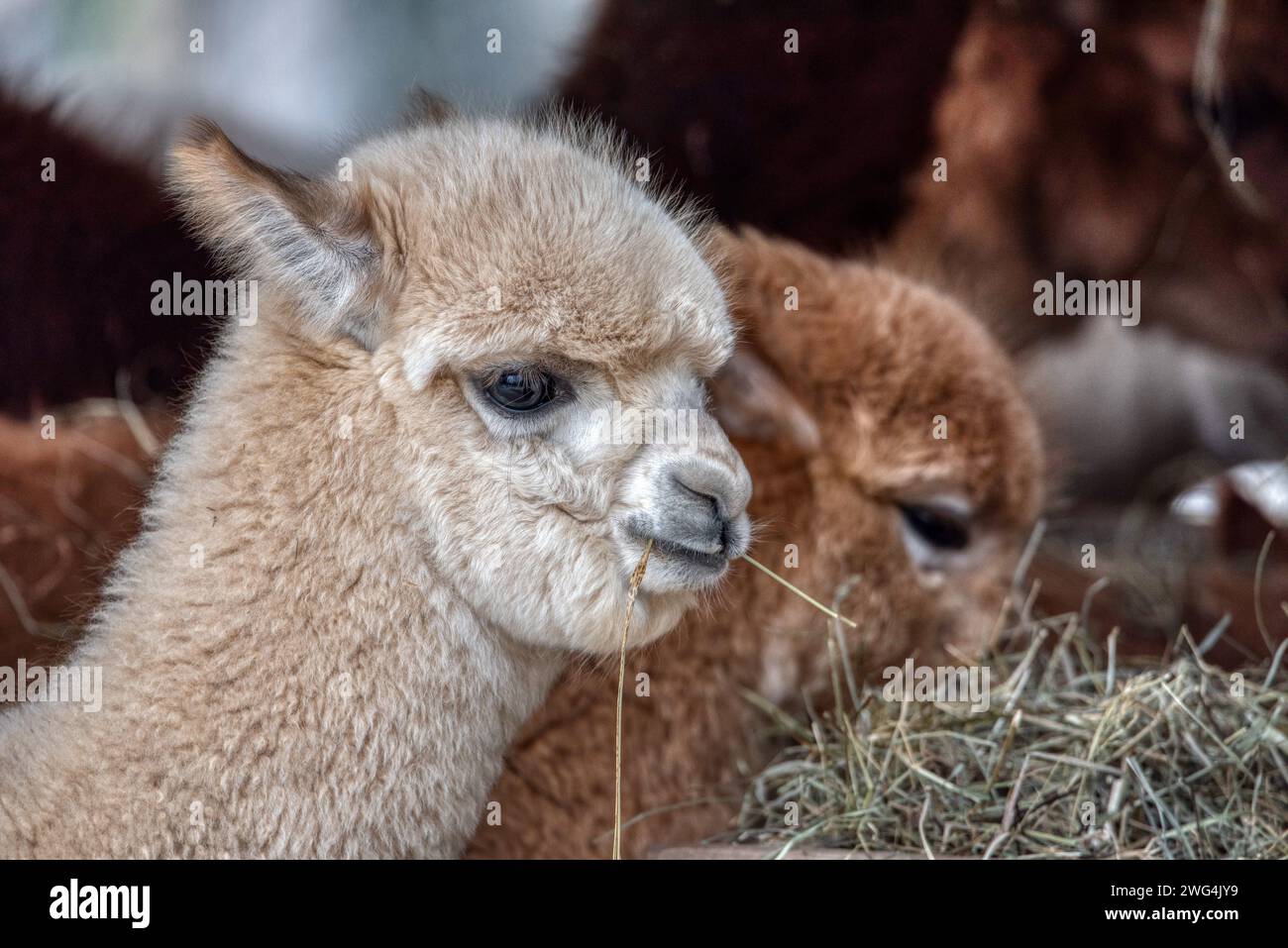 Divertente alpaca con la bocca piena di erba. ZOO di Lubiana Foto Stock