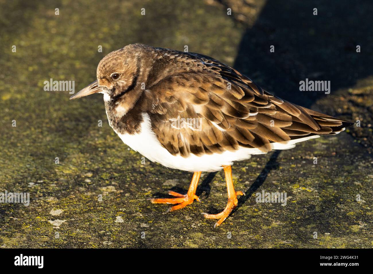 La Turnstone è un piccolo e soffice trampolino che d'inverno visita le coste del Regno Unito. Si muovono in piccoli branchi e si nutrono attivamente insieme Foto Stock