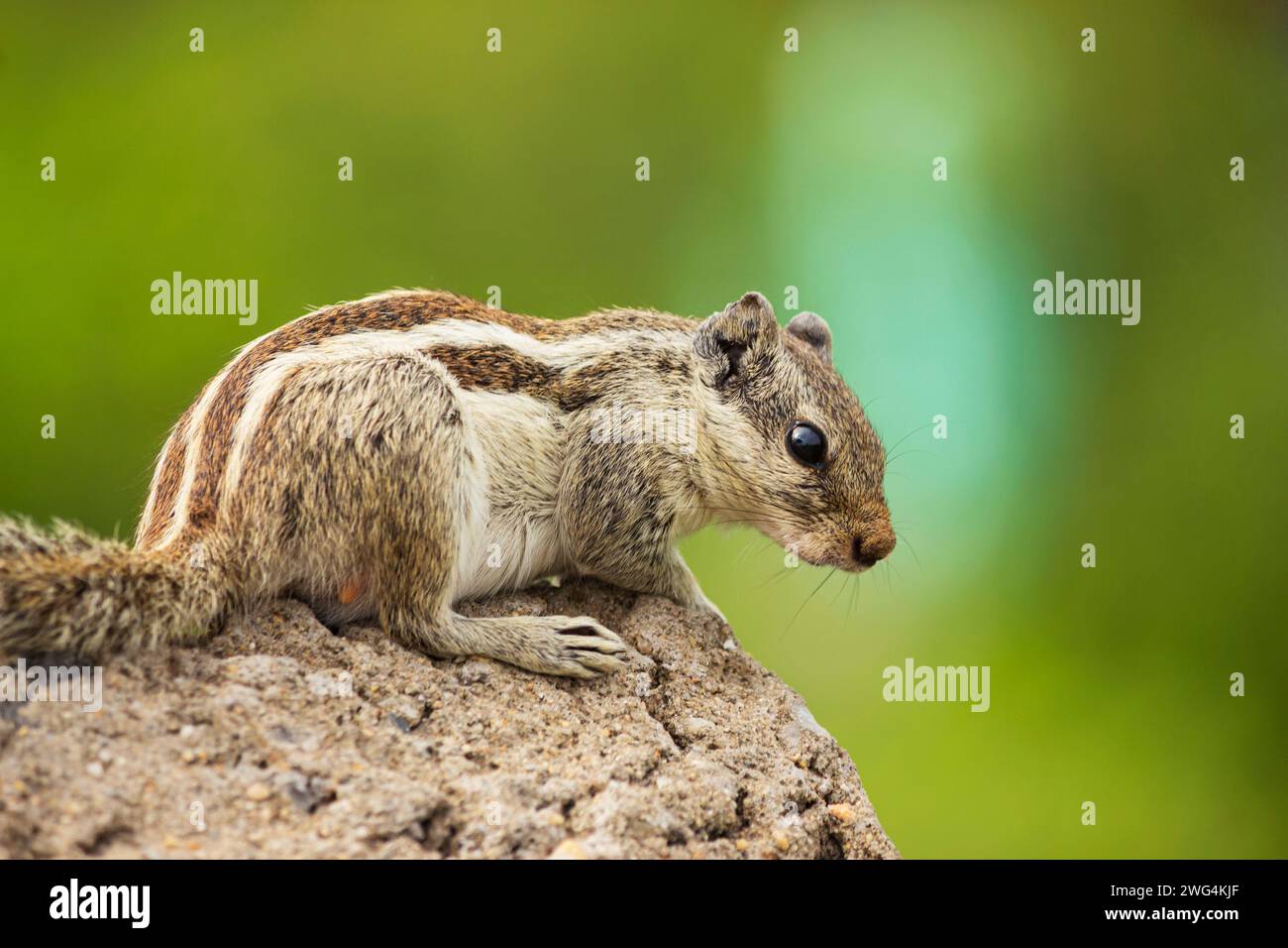 Primo piano di Squirrel, Rajasthan, India. Foto Stock