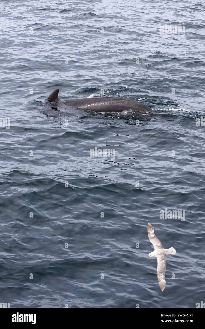 Un gabbiano vola sopra una balena pilota in superficie, una scena armoniosa di vita aviaria e marina al largo della costa di Andenes, Norvegia Foto Stock