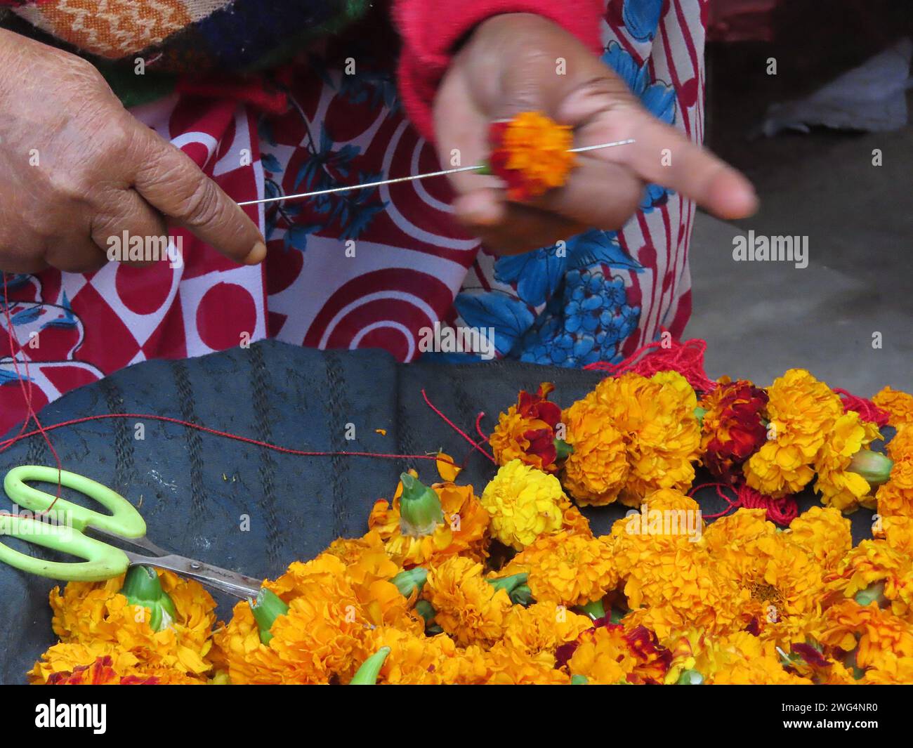 Immagine di una donna che infiltra fiori di calendula su un ago per una ghirlanda o una tradizionale ghirlanda indù accogliente o lei. Foto Stock