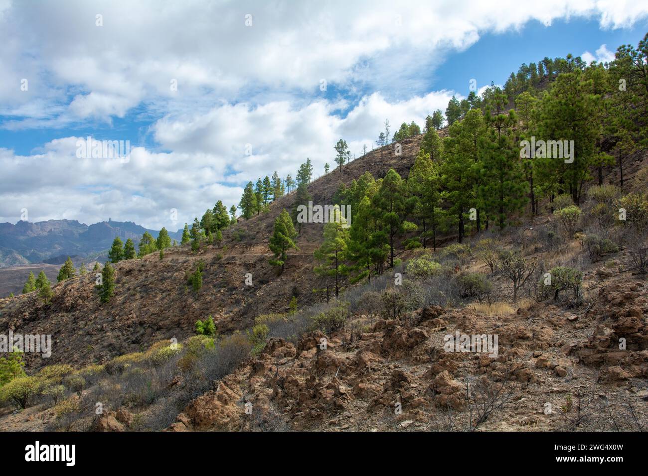 Pino delle Canarie ( Pinus canariensis ) su una montagna sull'isola di Gran Canaria in Spagna Foto Stock
