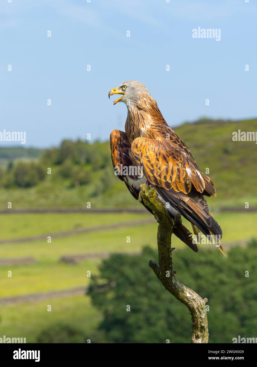 Un British Red Kite, (Milvus milvus), arroccato su un grande ramo morto contro la campagna ondulata in Haworth, West Yorkshire, Regno Unito Foto Stock