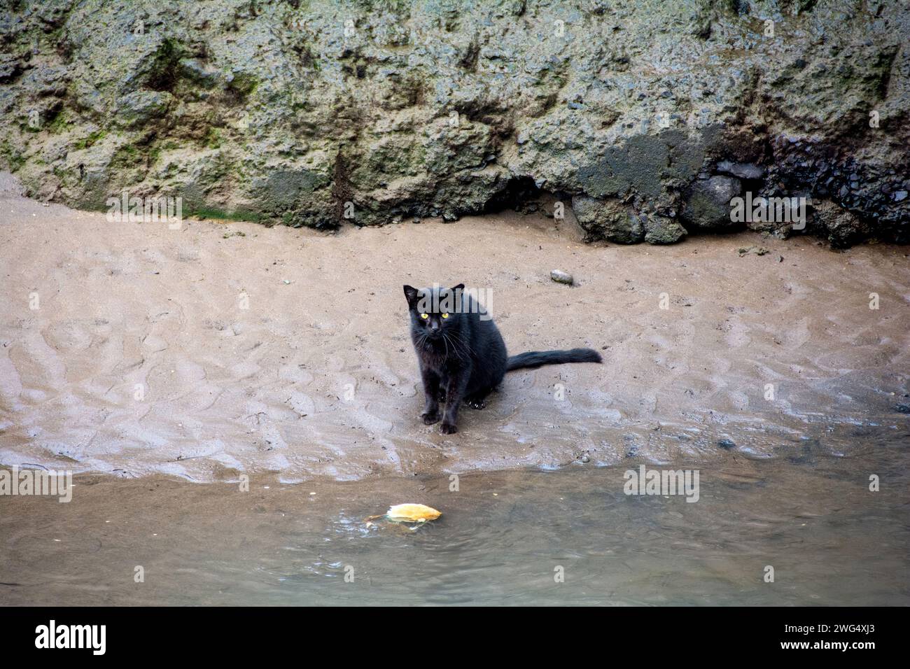 Un gatto siede affamato davanti a un pesce morto vicino all'acqua, sull'isola Canaria di Gran Canaria in Spagna Foto Stock