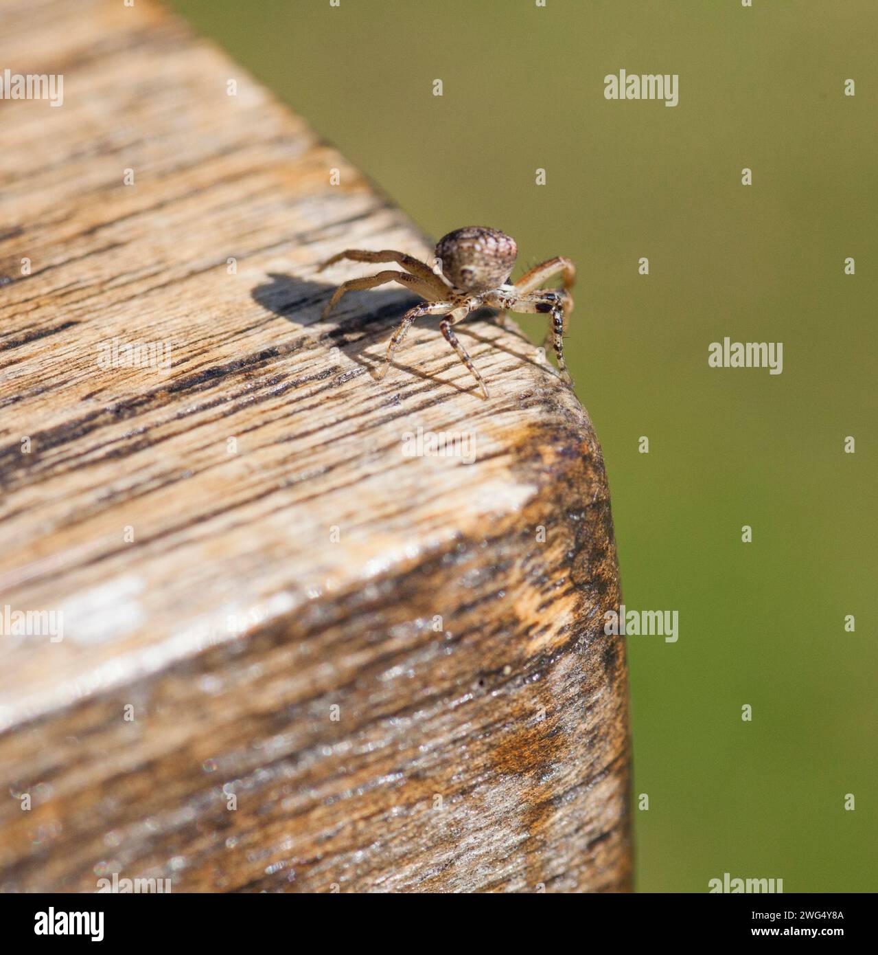 Ragnatele cobweb THERIDIIDAE Foto Stock