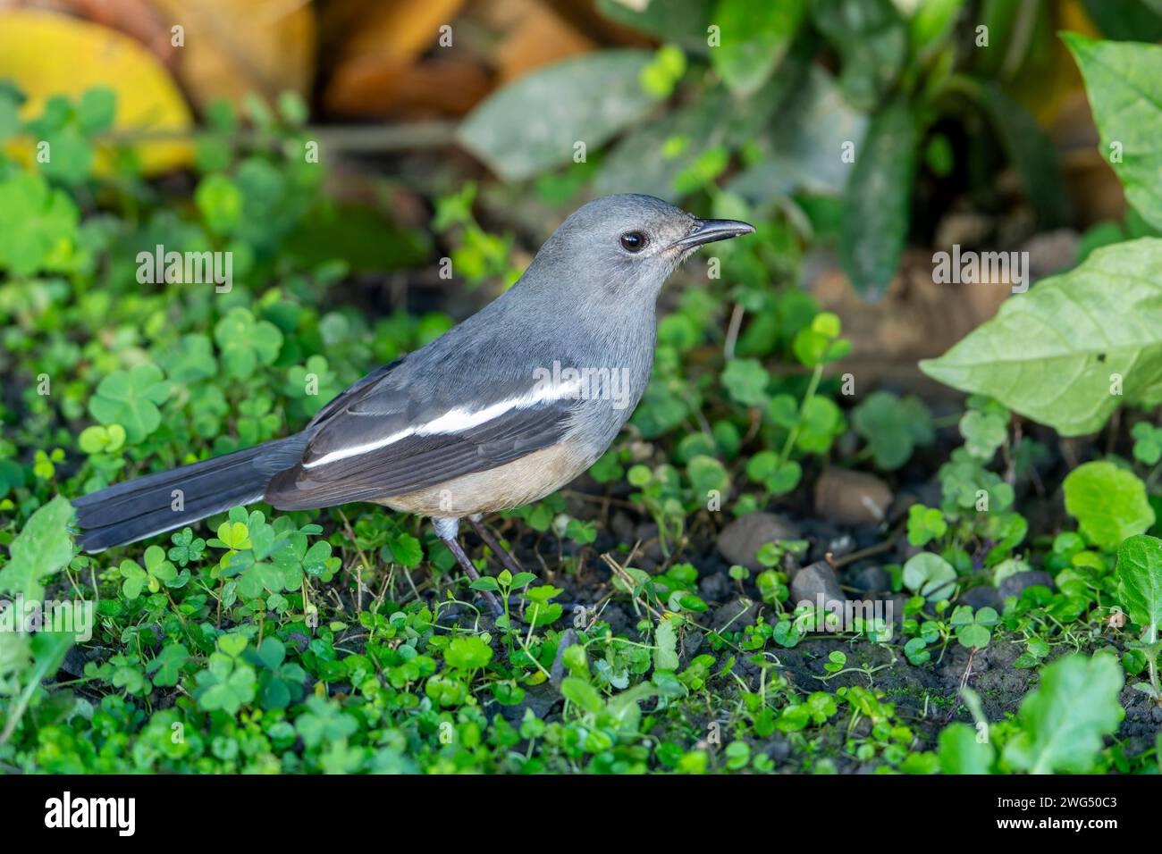Magpie-robin orientale nell'erba a terra, uccello nel parco Foto Stock