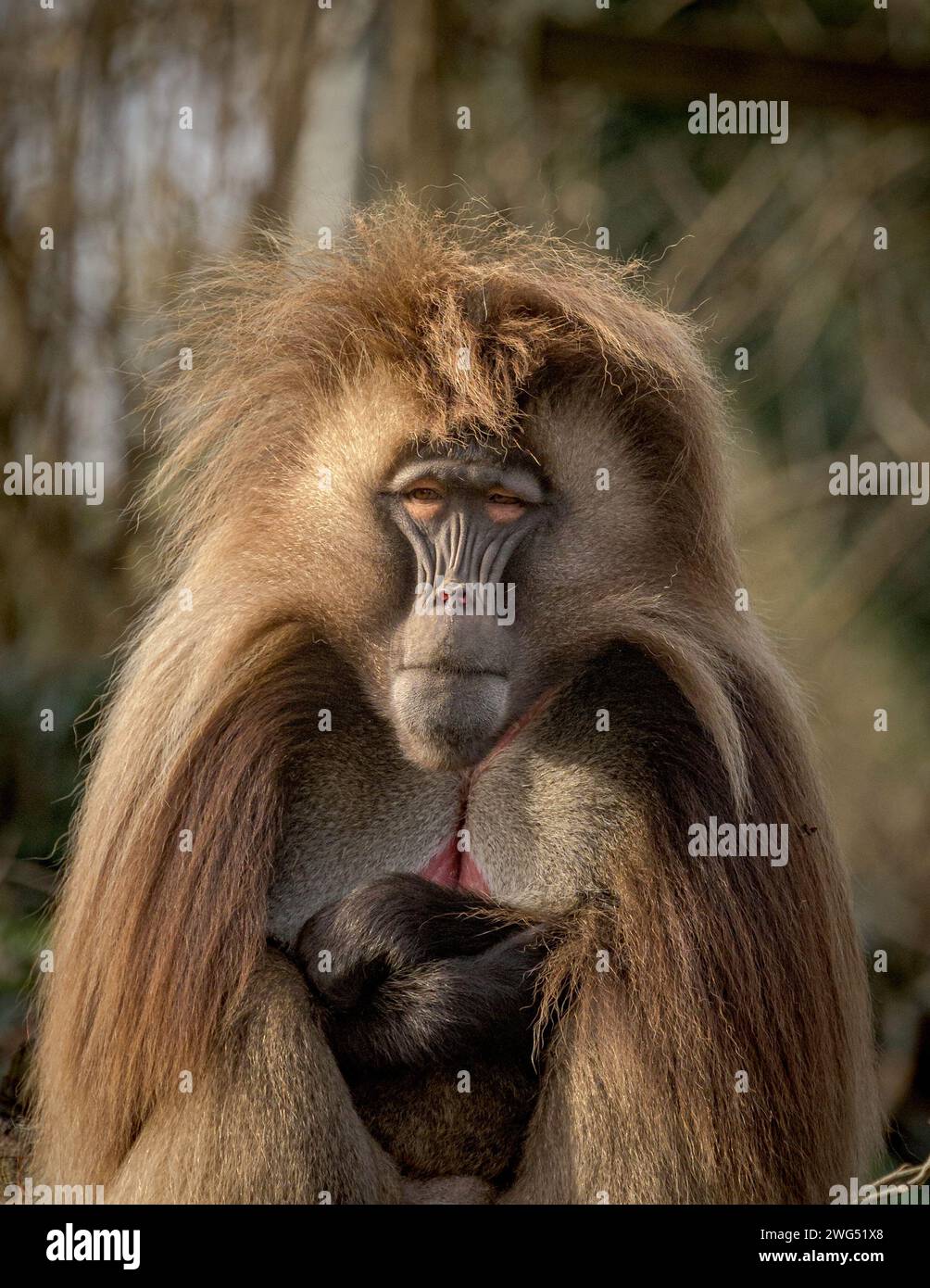Gelada l'ultima specie sopravvissuta di primate pascolo. Foto Stock