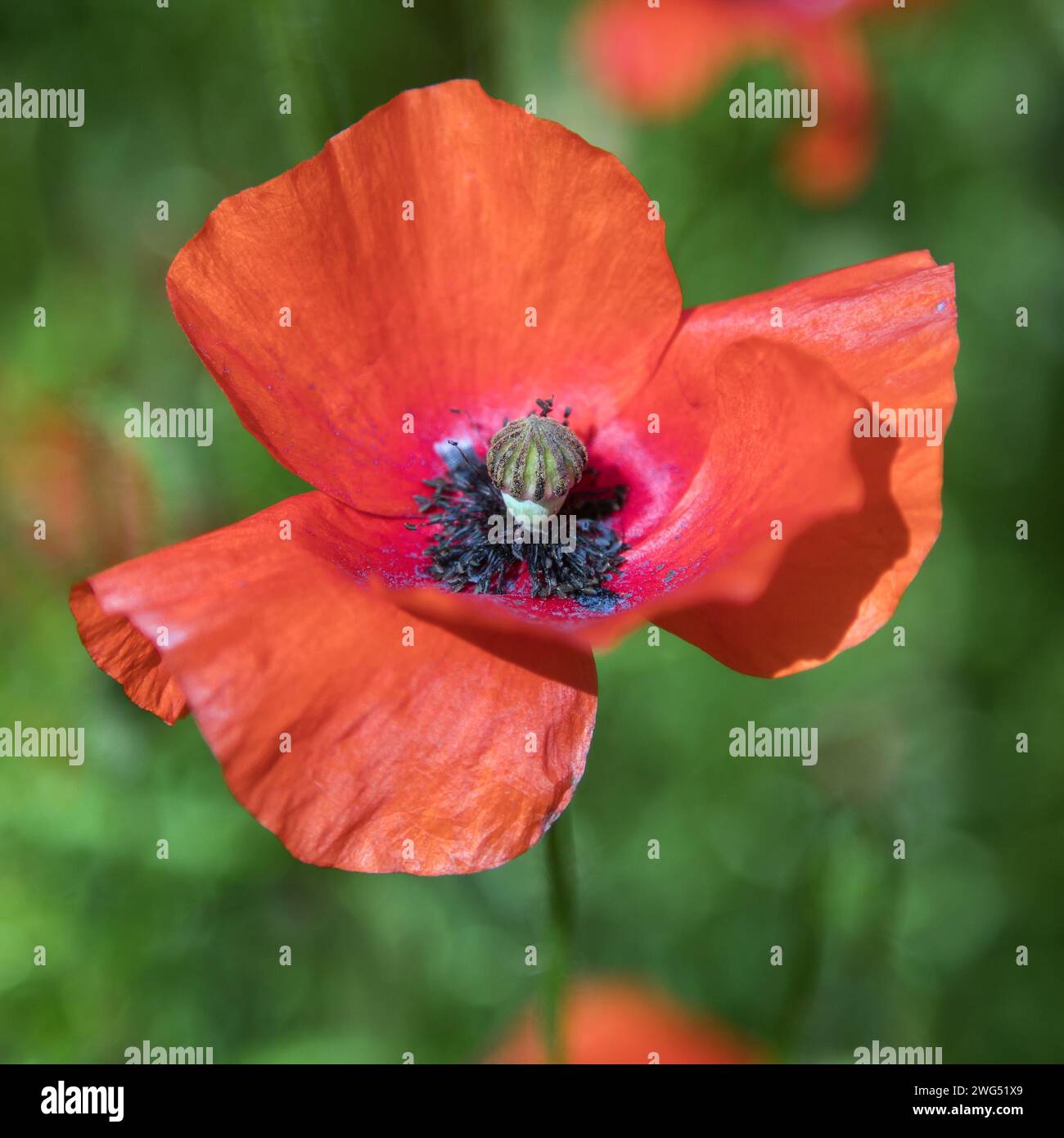 Papaveri rossi o papavero comune, papavero di mais, rosa di mais, papavero da campo, papavero delle fiandre, particolare di fiore, in latino Papaver Rhoaes Foto Stock