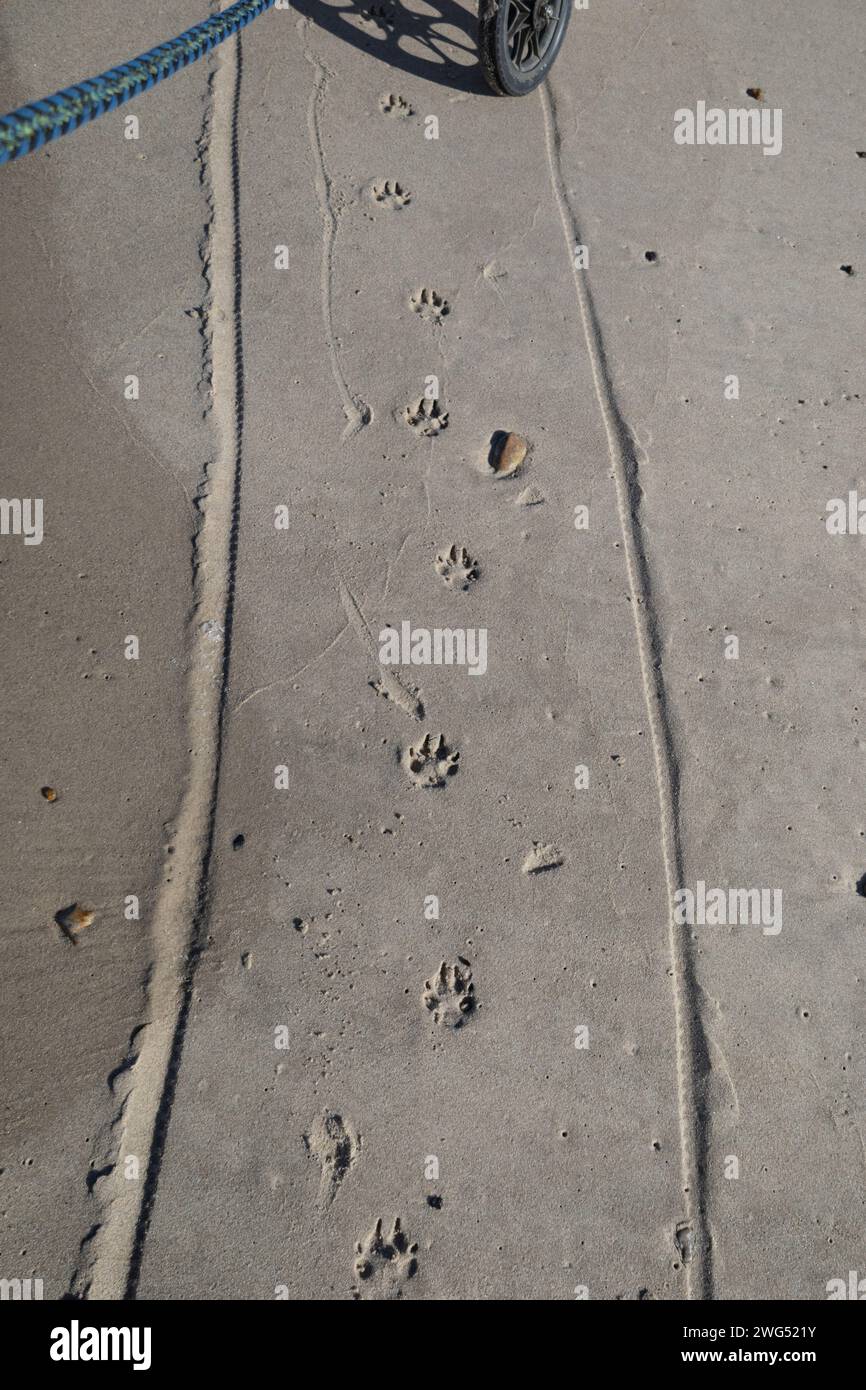 Le tracce nella sabbia Foto Stock