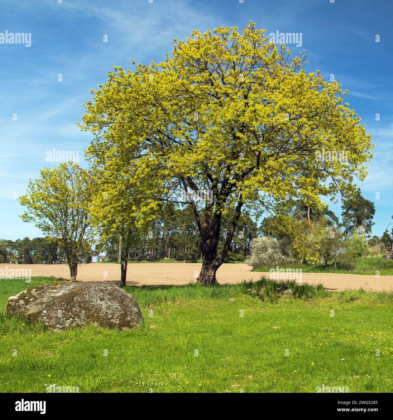 albero di acero primaverile e prato, paesaggio primaverile dagli altopiani bohémien e moravi Foto Stock