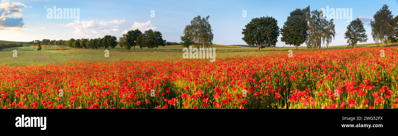 Campo di papaveri rossi o papavero comune, papavero di mais, rosa di mais, papavero da campo, papavero delle fiandre, in latino Papaver Rhoaes Foto Stock