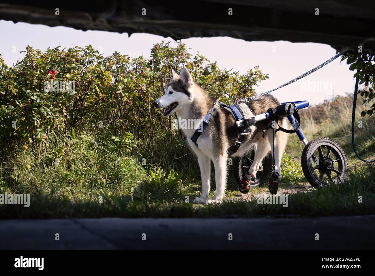 Husky con la sua sedia a rotelle Foto Stock