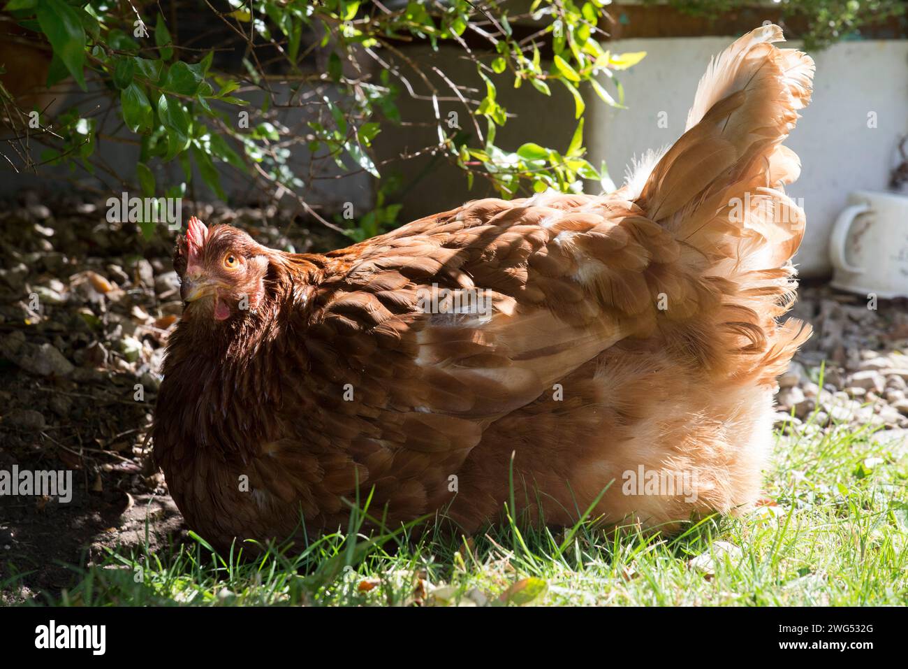 Una gallina di salvataggio per animali domestici seduta sul prato retroilluminato dal sole Foto Stock