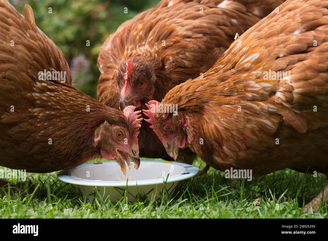 Tre galline di salvataggio che mangiano le loro prelibatezze in un giardino Foto Stock