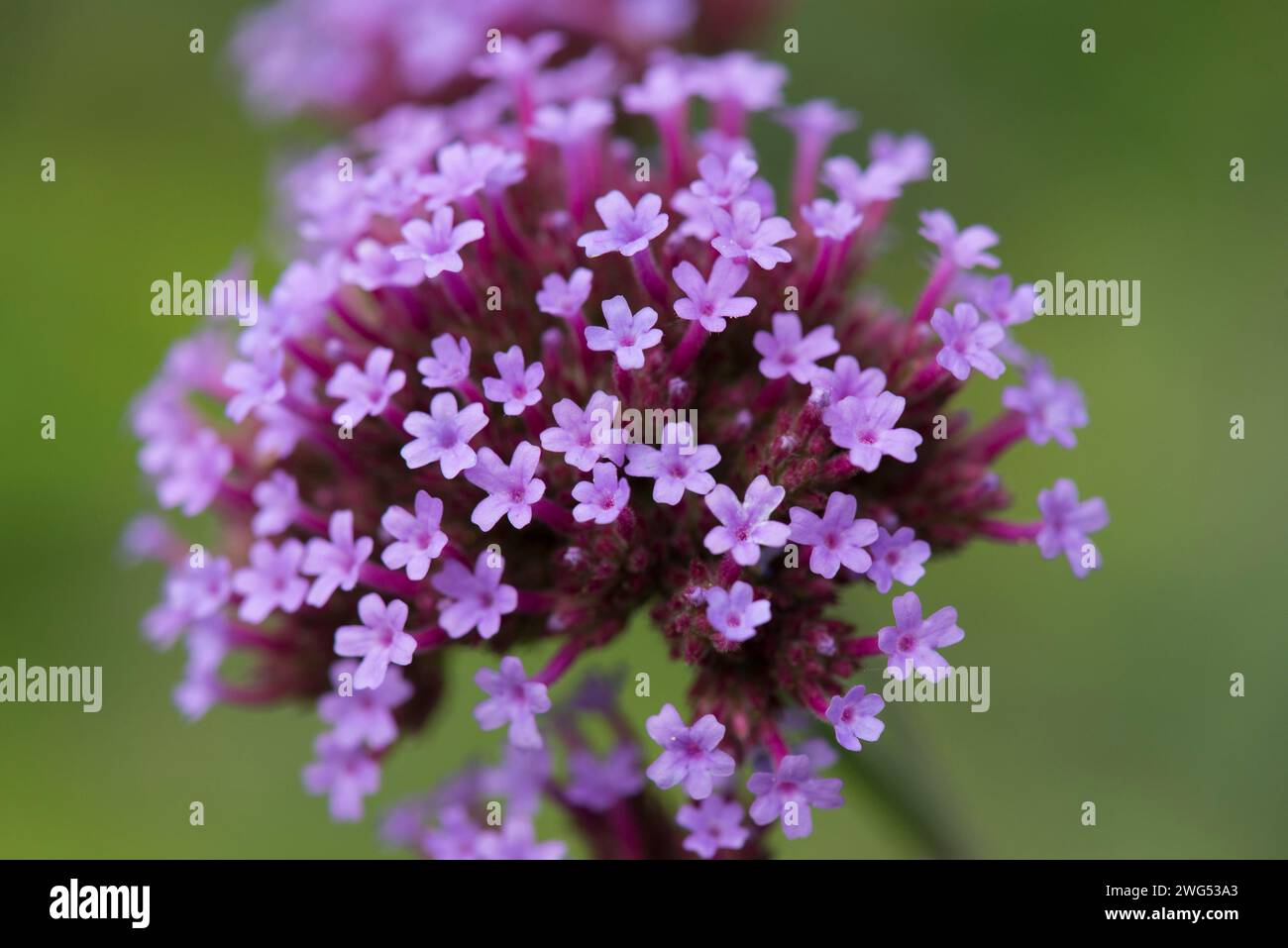 Macro di un fiore viola di Verbena Foto Stock