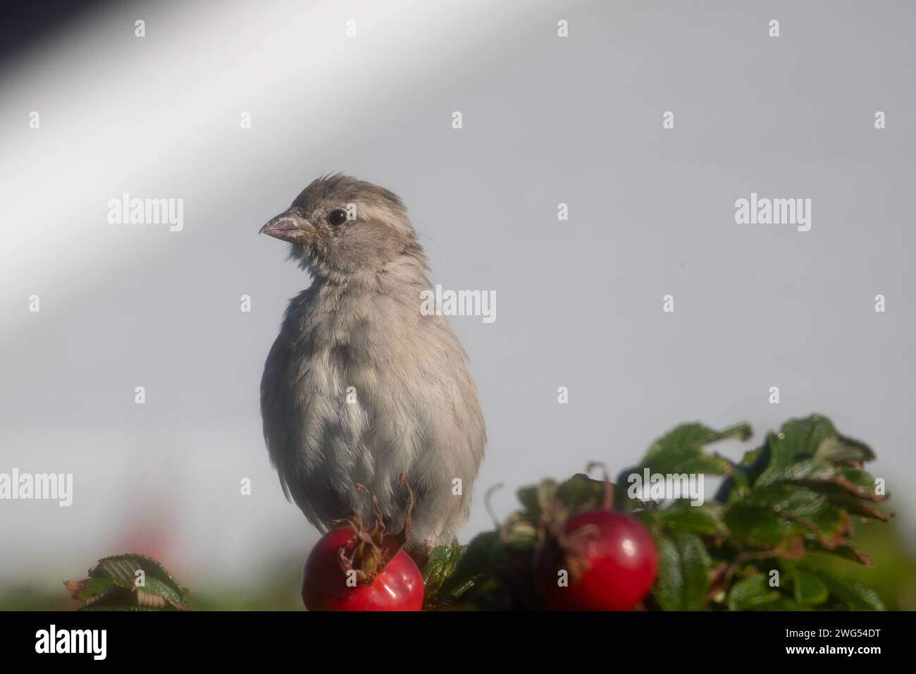 Eurasian Tree Sparrow Foto Stock