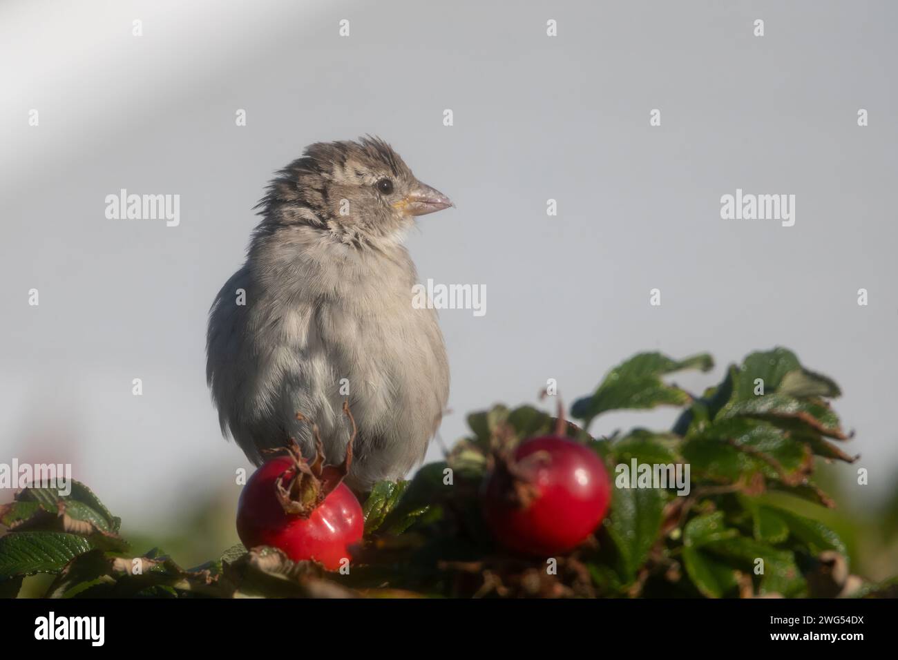 Eurasian Tree Sparrow Foto Stock