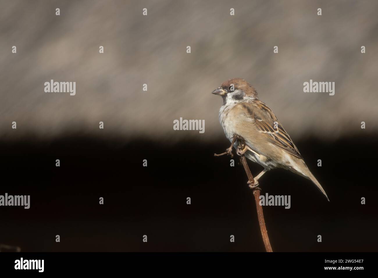 Eurasian Tree Sparrow Foto Stock