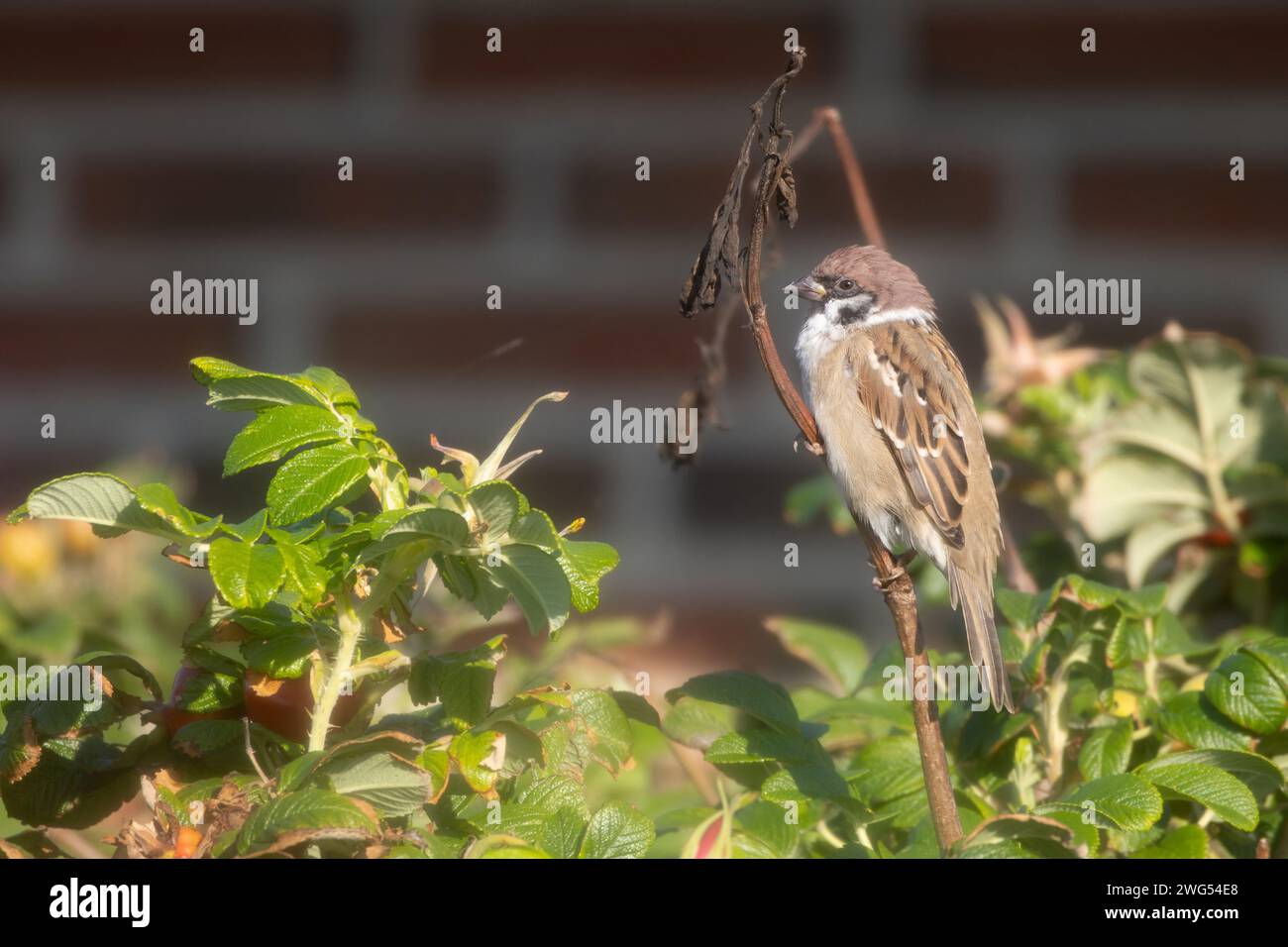 Eurasian Tree Sparrow Foto Stock