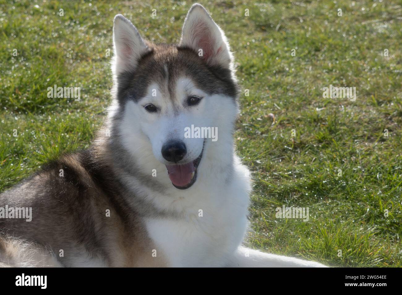 Husky sorridente Foto Stock