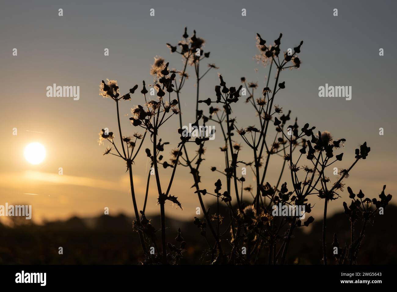Field Thistle (storico campo) Foto Stock