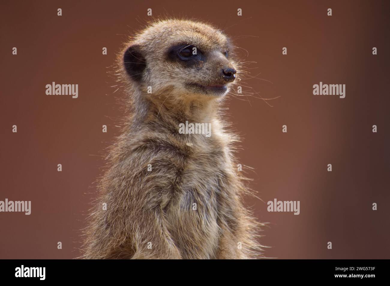 Primo piano del ritratto del meerkat che mostra la sua pelliccia e i suoi baffi facciali. Foto Stock