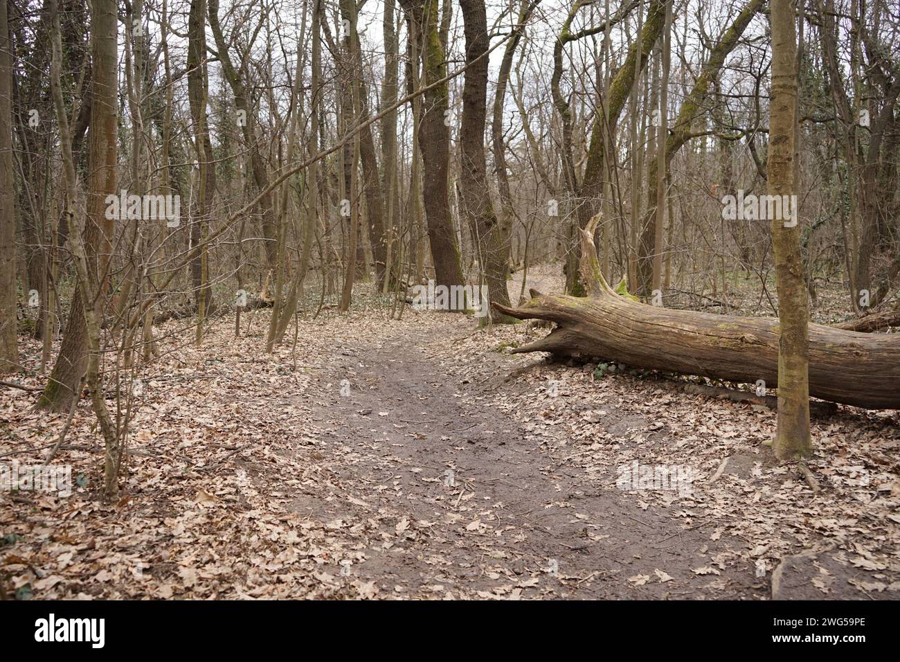 Vicolo nel bosco Foto Stock