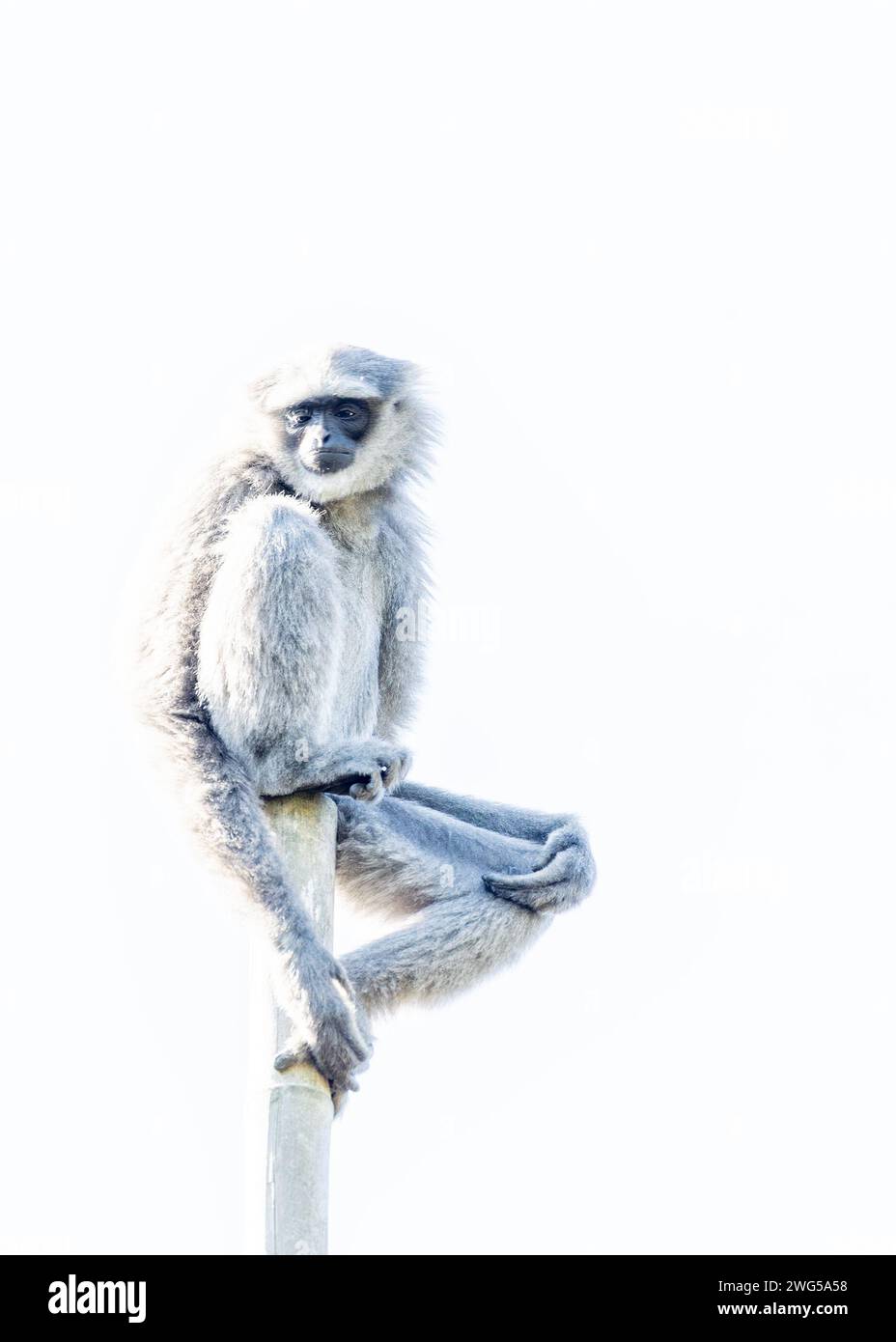 Silvery Lutung, Trachypithecus cristatus, che naviga con grazia sulle cime degli alberi delle foreste del sud-est asiatico, adornate con i suoi distintivi argento e nero Foto Stock