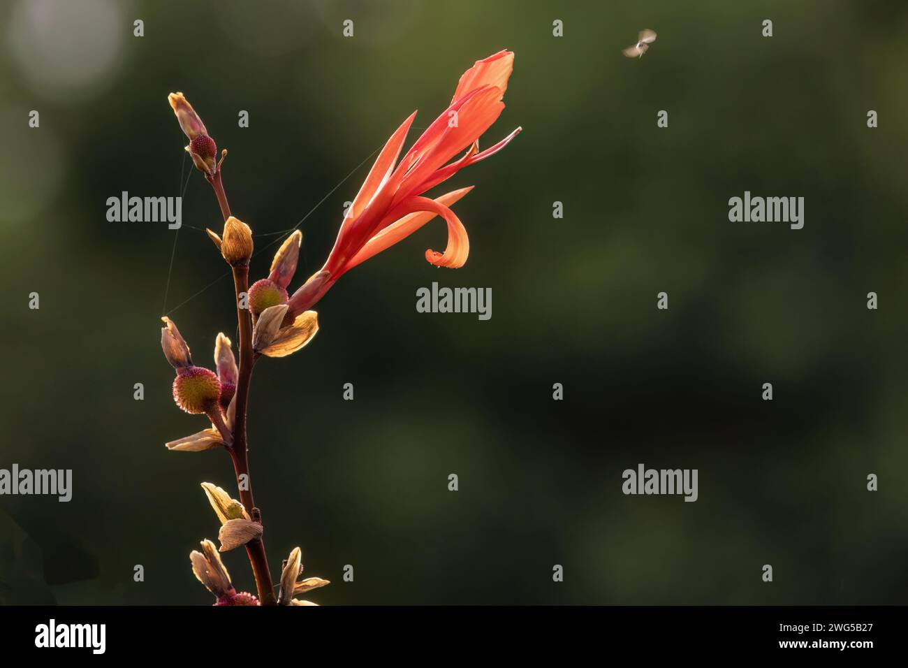 Un fiore da tiro indiano illuminato dalla luce del tramonto, in un giardino sulle Ande orientali della Colombia centrale. Foto Stock