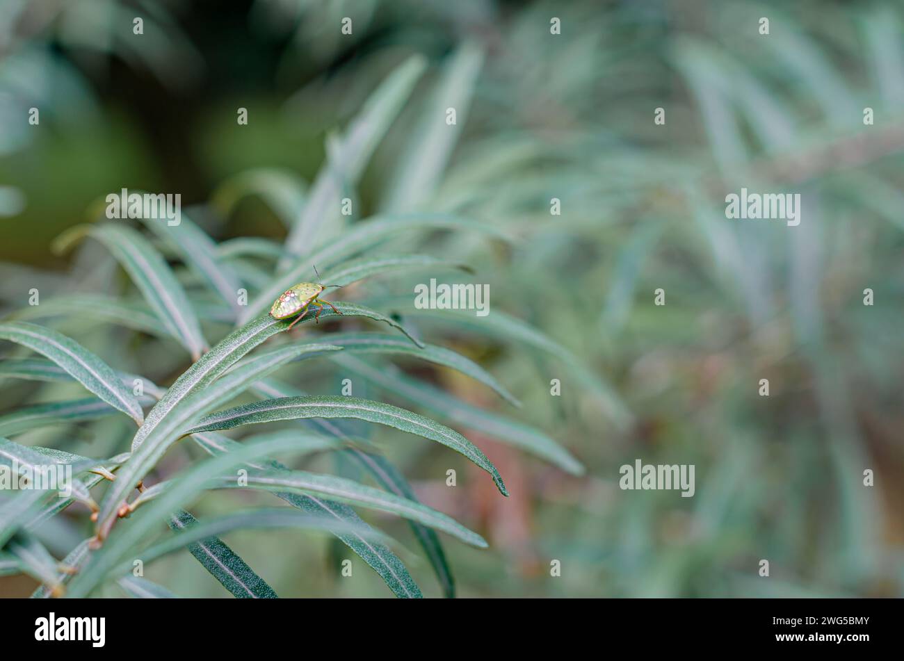 Insetto puzzolente verde (Nezara viridula) su un ramo con foglie Foto Stock