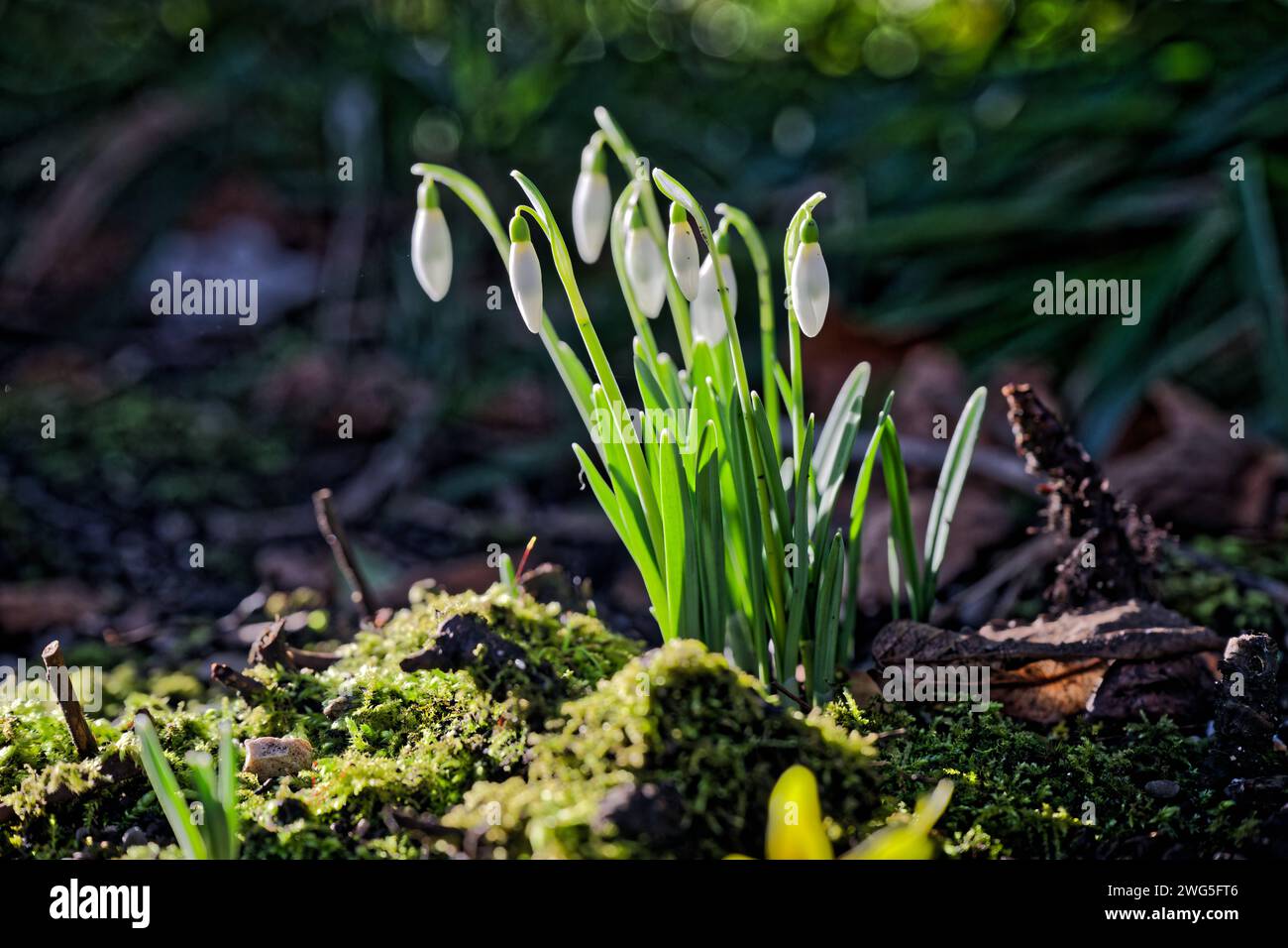 Kommt der Frühling Das Schneeglöckchen , eine der ersten Blütenpflanzen des Vorfrühlings , streckt seine Knospen in Die Morgensonne. Bad Reichenhall Bayern Deutschland *** la primavera sta arrivando la goccia di neve , una delle prime piante fiorite di inizio primavera , allunga le sue gemme fino al sole del mattino Bad Reichenhall Baviera Germania Copyright: XRolfxPossx Foto Stock