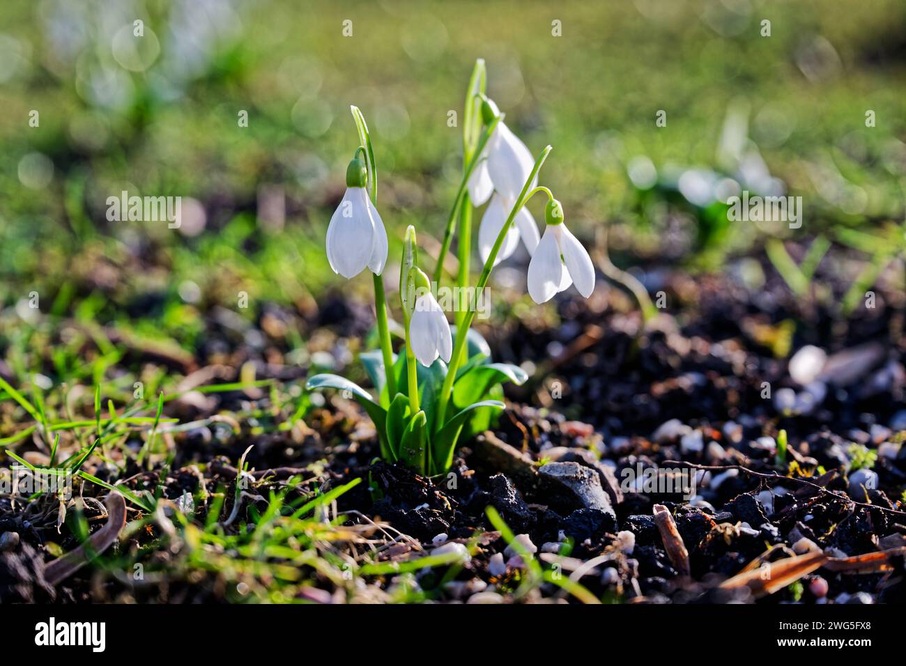 Kommt der Frühling Das Schneeglöckchen , eine der ersten Blütenpflanzen des Vorfrühlings , streckt seine Knospen in Die Morgensonne. Bad Reichenhall Bayern Deutschland *** la primavera sta arrivando la goccia di neve , una delle prime piante fiorite di inizio primavera , allunga le sue gemme fino al sole del mattino Bad Reichenhall Baviera Germania Copyright: XRolfxPossx Foto Stock