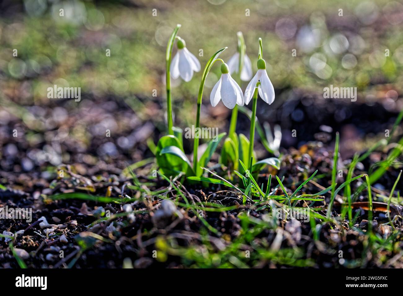 Kommt der Frühling Das Schneeglöckchen , eine der ersten Blütenpflanzen des Vorfrühlings , streckt seine Knospen in Die Morgensonne. Bad Reichenhall Bayern Deutschland *** la primavera sta arrivando la goccia di neve , una delle prime piante fiorite di inizio primavera , allunga le sue gemme fino al sole del mattino Bad Reichenhall Baviera Germania Copyright: XRolfxPossx Foto Stock