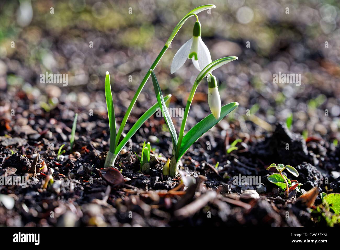Kommt der Frühling Das Schneeglöckchen , eine der ersten Blütenpflanzen des Vorfrühlings , streckt seine Knospen in Die Morgensonne. Bad Reichenhall Bayern Deutschland *** la primavera sta arrivando la goccia di neve , una delle prime piante fiorite di inizio primavera , allunga le sue gemme fino al sole del mattino Bad Reichenhall Baviera Germania Copyright: XRolfxPossx Foto Stock