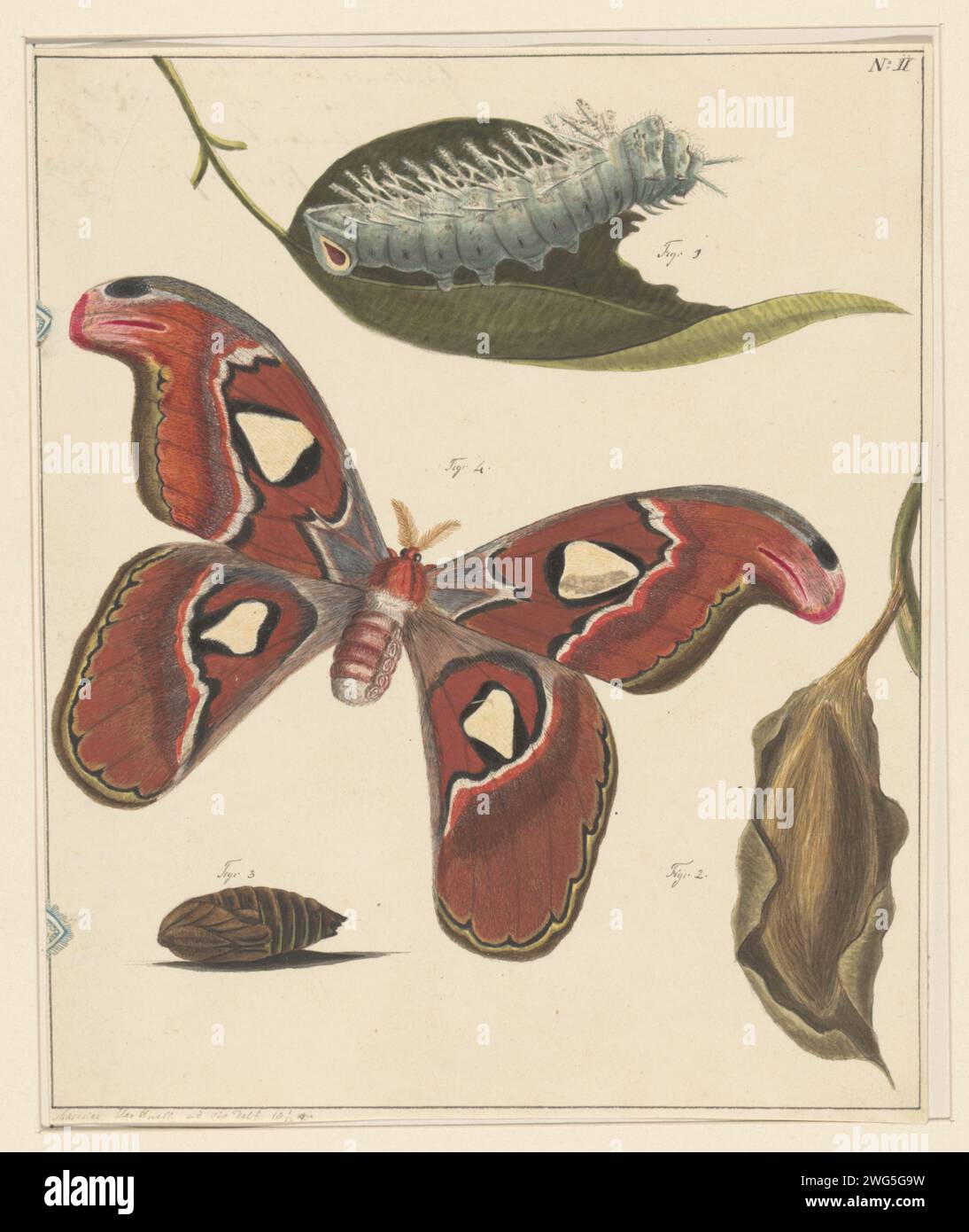 Studi su un bruco, una farfalla e una bambola, Alexander Ver Huell, 1832 - 1897 carta da disegno. inchiostro. acquerello (vernice). pennello a matita/insetti a penna: farfalla. insetti: caterpillar. insetti: pupa Foto Stock