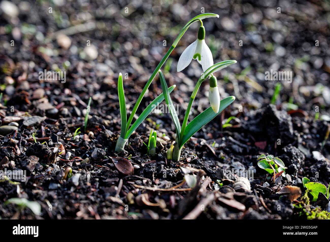 Kommt der Frühling Das Schneeglöckchen , eine der ersten Blütenpflanzen des Vorfrühlings , streckt seine Knospen in Die Morgensonne. Bad Reichenhall Bayern Deutschland *** la primavera sta arrivando la goccia di neve , una delle prime piante fiorite di inizio primavera , allunga le sue gemme fino al sole del mattino Bad Reichenhall Baviera Germania Copyright: XRolfxPossx Foto Stock