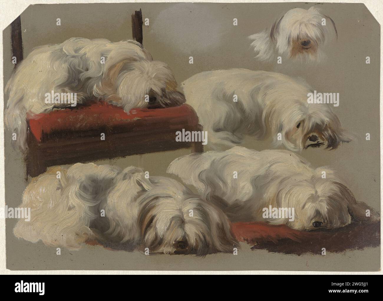 Studi di un cane da giro bianco, Guillaume Anne van der Brugghen, 1821 - 1891. pennello a olio (vernice) Foto Stock