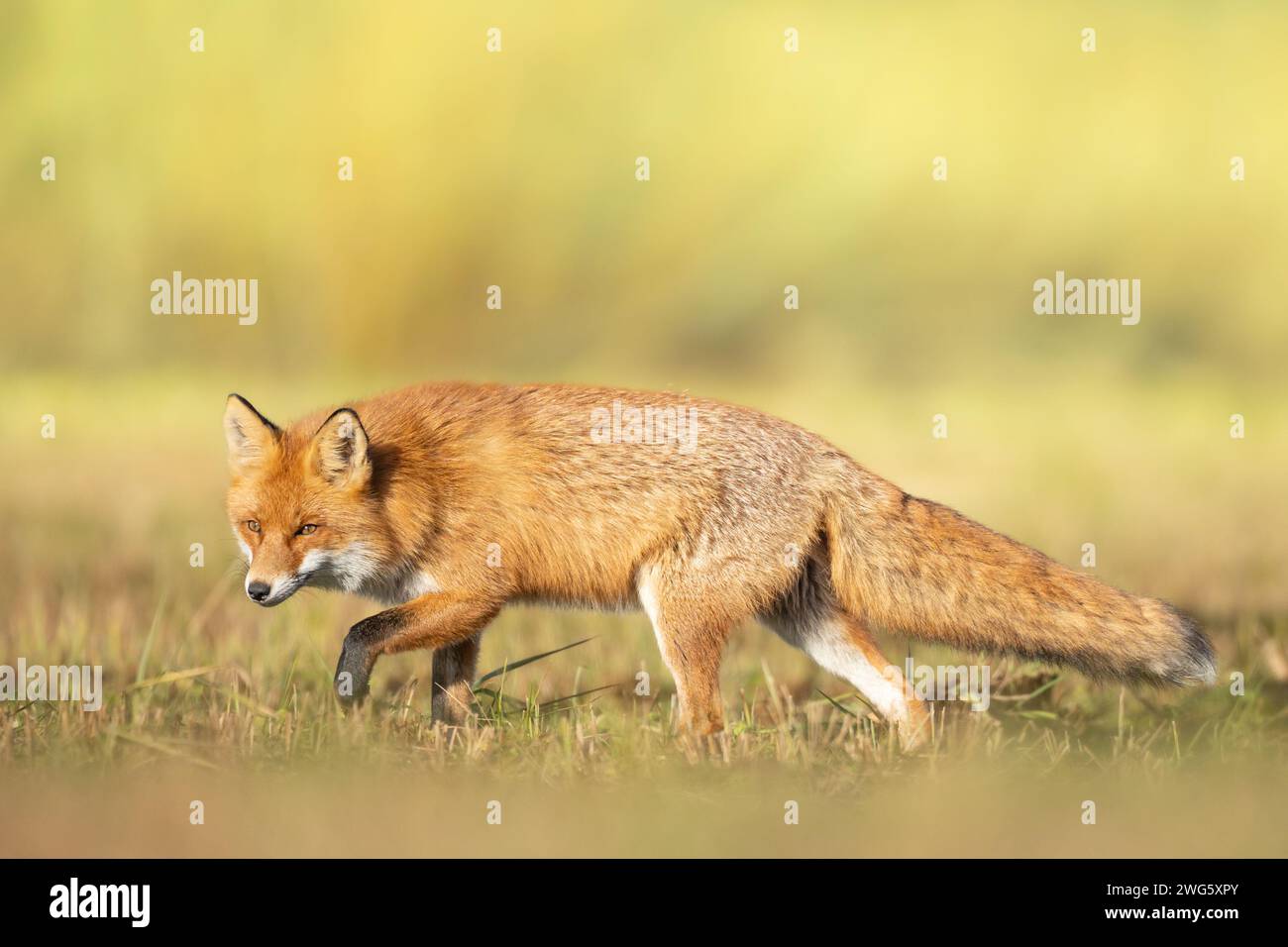 Fox Vulpes volteggia nel paesaggio autunnale, Polonia Europa, animali che camminano tra i prati verdi in una luce calda e sorprendente Foto Stock