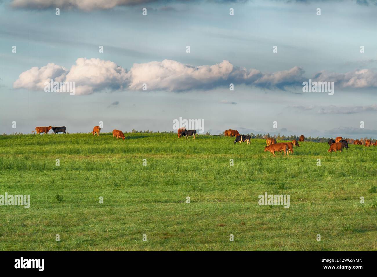 Paesaggio campo autunnale con alberi colorati, autunno Polonia, Europa e incredibile cielo blu con nuvole, giorno di sole, prati e mucche Foto Stock